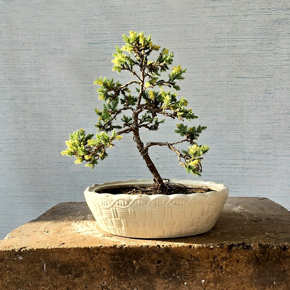 Juniper Bonsai Tree