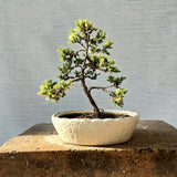 Juniper Bonsai Tree