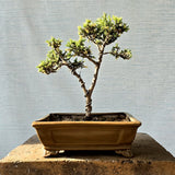 Juniper Bonsai Tree