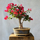 Bougainvillea Bonsai Tree