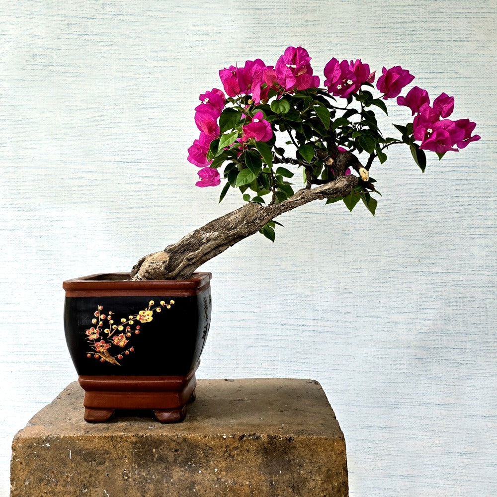 Bougainvillea Bonsai Tree (Slanting Style)