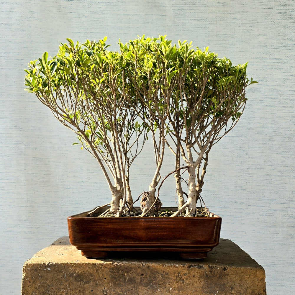 Ficus Bonsai Tree Forest Style