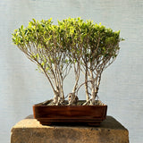 Ficus Bonsai Tree Forest Style