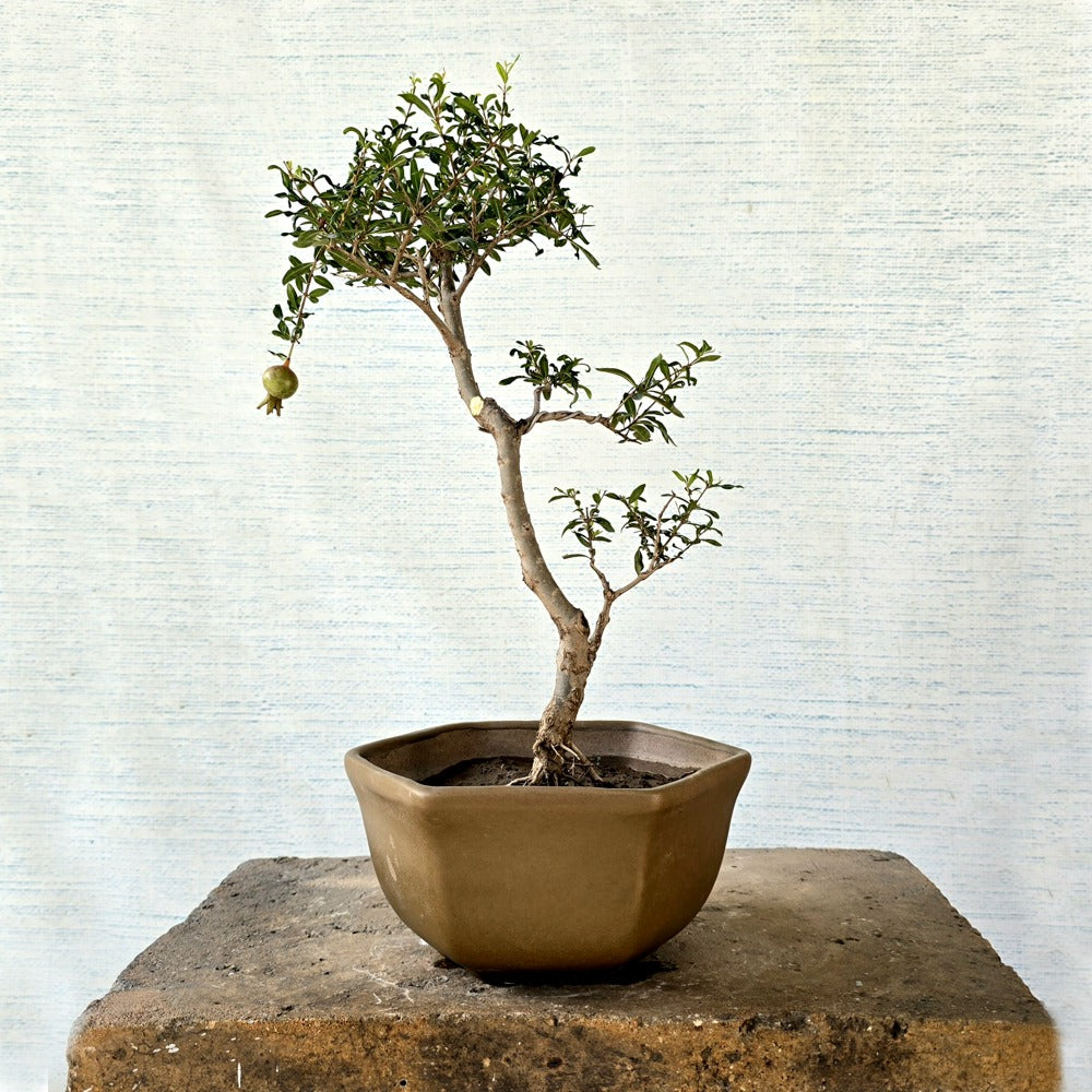 Pomegranate Bonsai Tree (Flowering & Fruiting)
