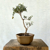 Pomegranate Bonsai Tree (Flowering & Fruiting)