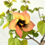 Sea Hibiscus Bonsai Tree