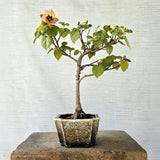 Sea Hibiscus Bonsai Tree