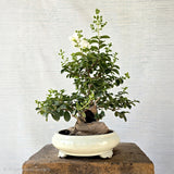 Lagerstroemia Bonsai Tree