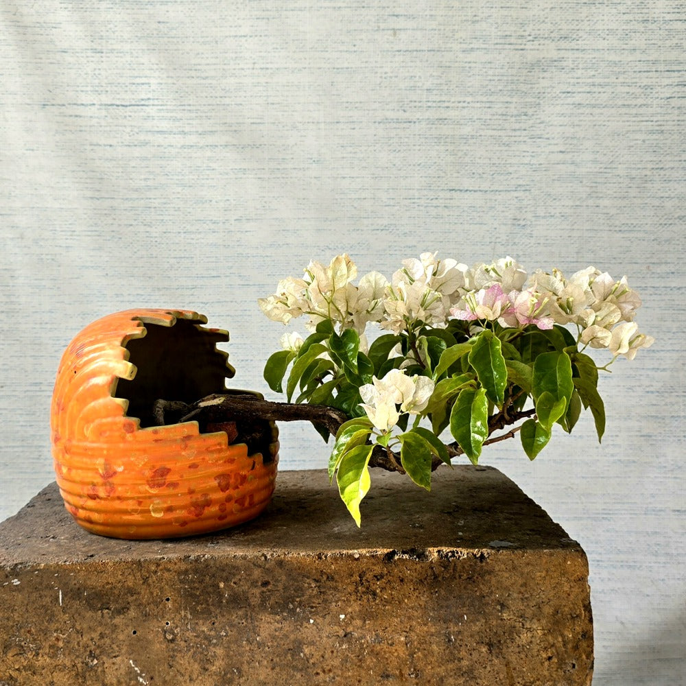Bougainvillea Bonsai Tree Semi-Cascade Style