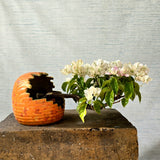 Bougainvillea Bonsai Tree Semi-Cascade Style