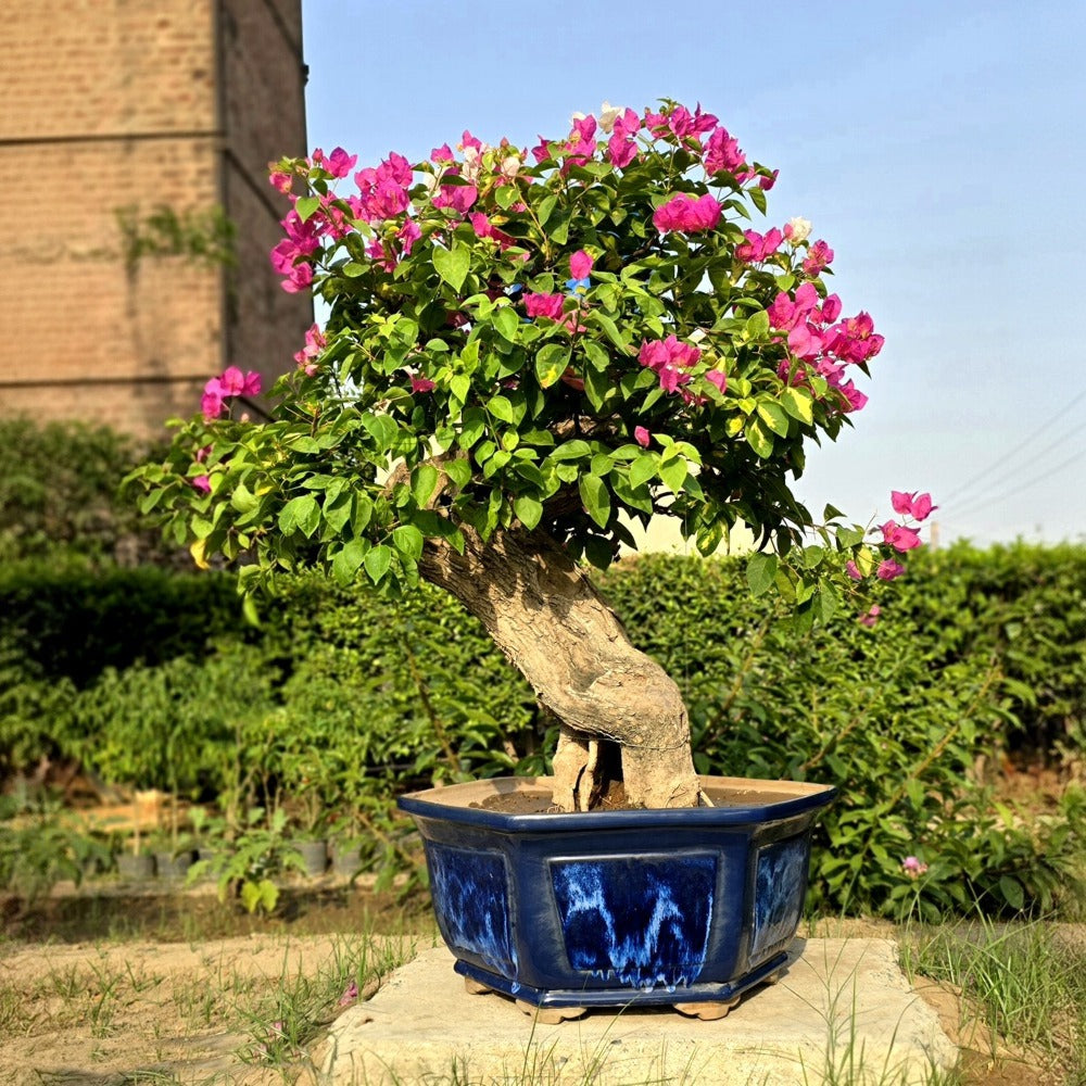Bougainvillea Bonsai Tree
