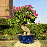 Bougainvillea Bonsai Tree