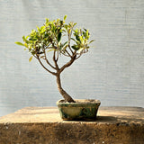 Ficus Bonsai Tree