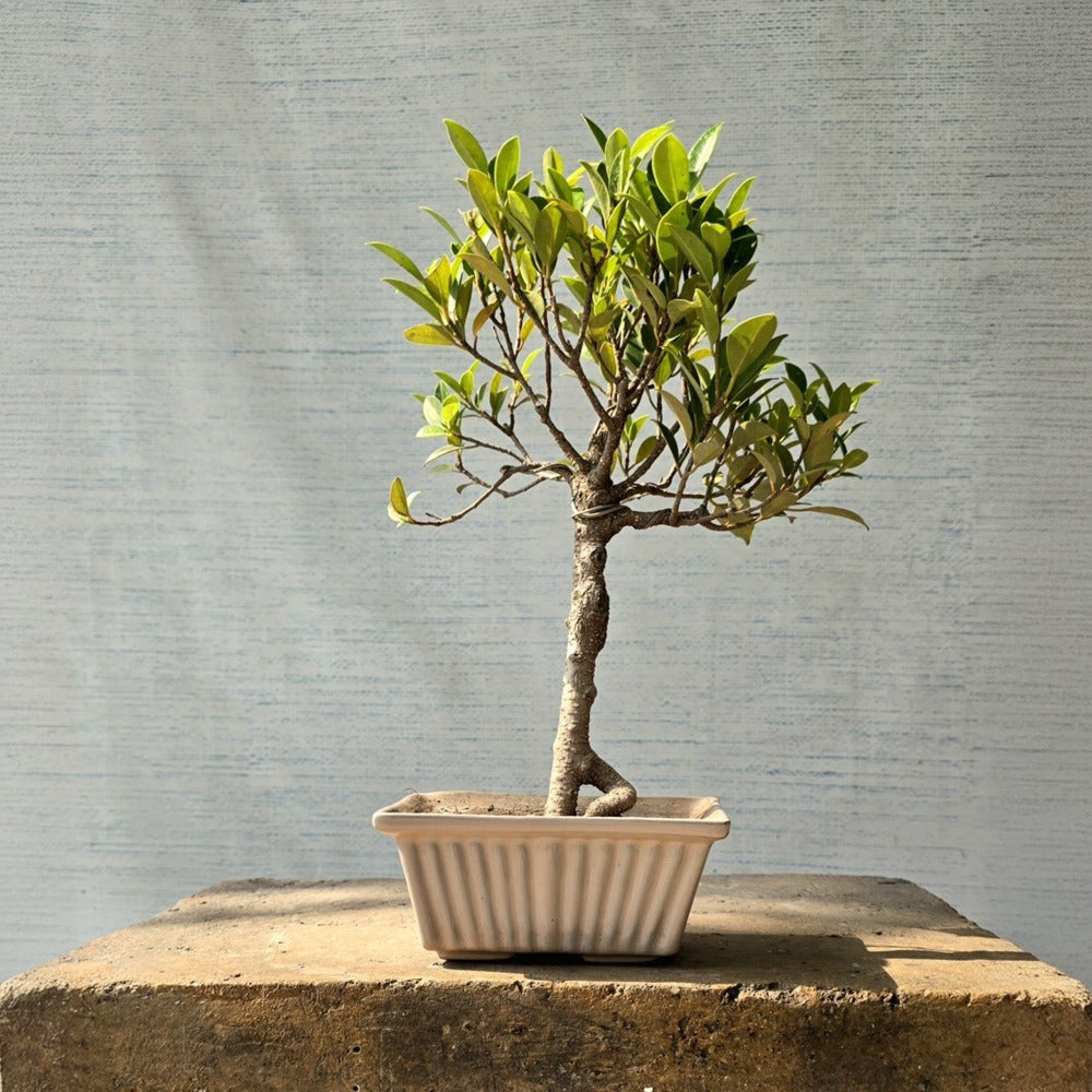 Ficus Bonsai Tree