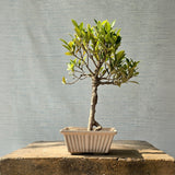 Ficus Bonsai Tree