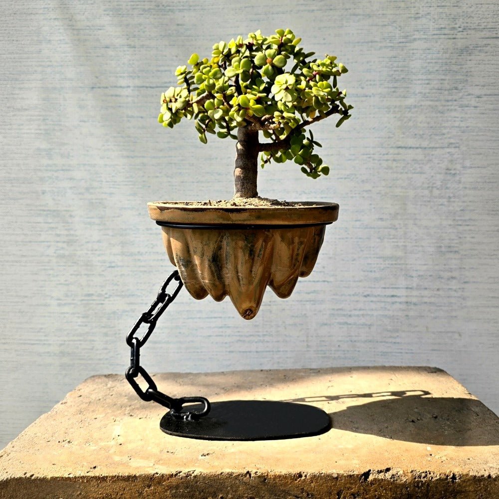 Jade Avatar Bonsai Tree