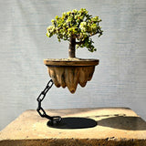 Jade Avatar Bonsai Tree