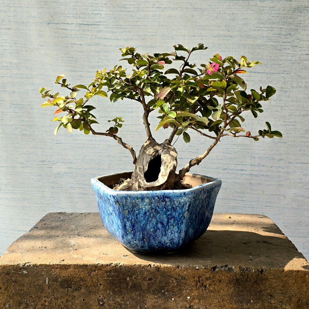 Lagerstroemia Bonsai Tree