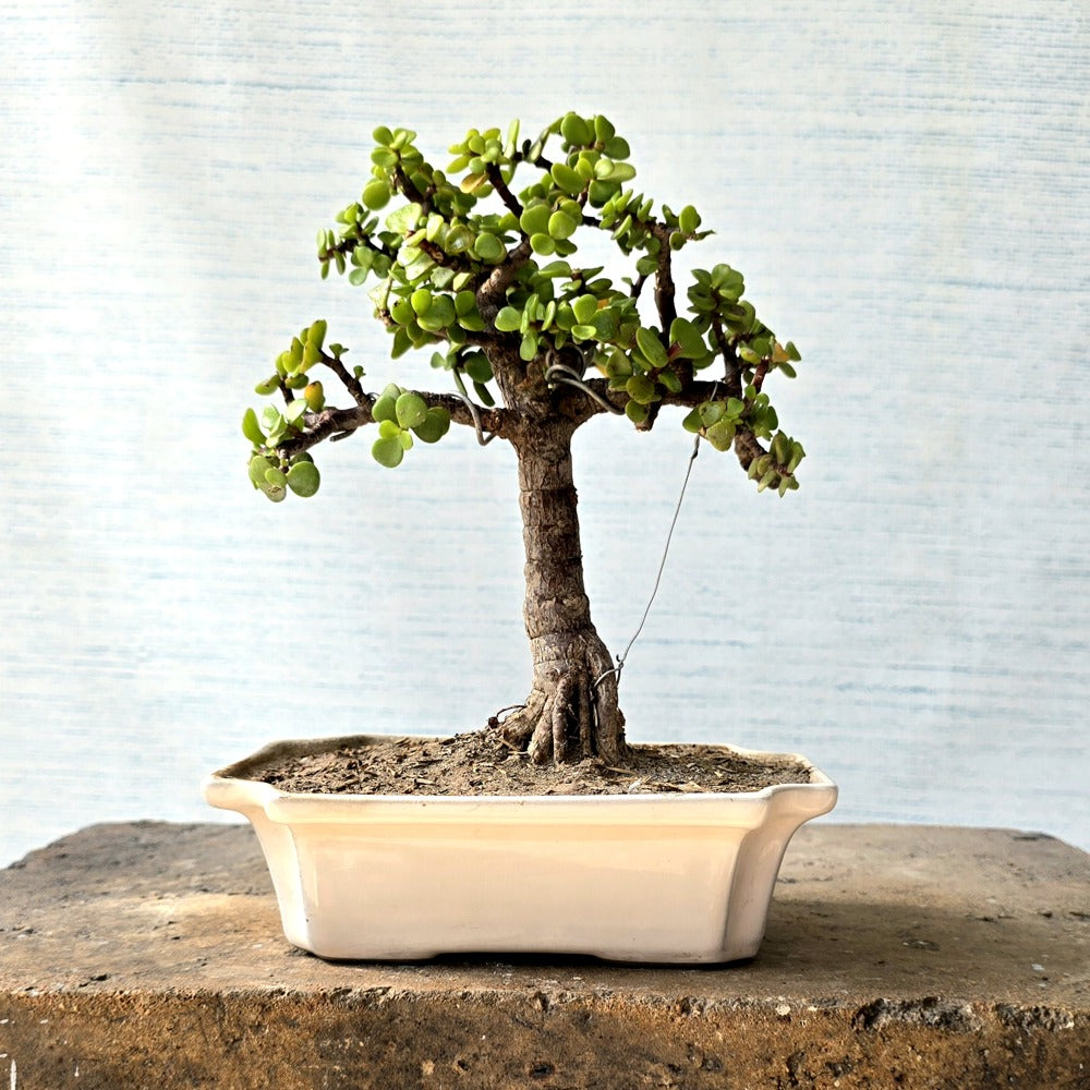 Jade Bonsai Tree