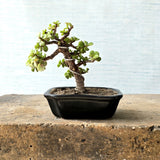 Jade Bonsai Tree