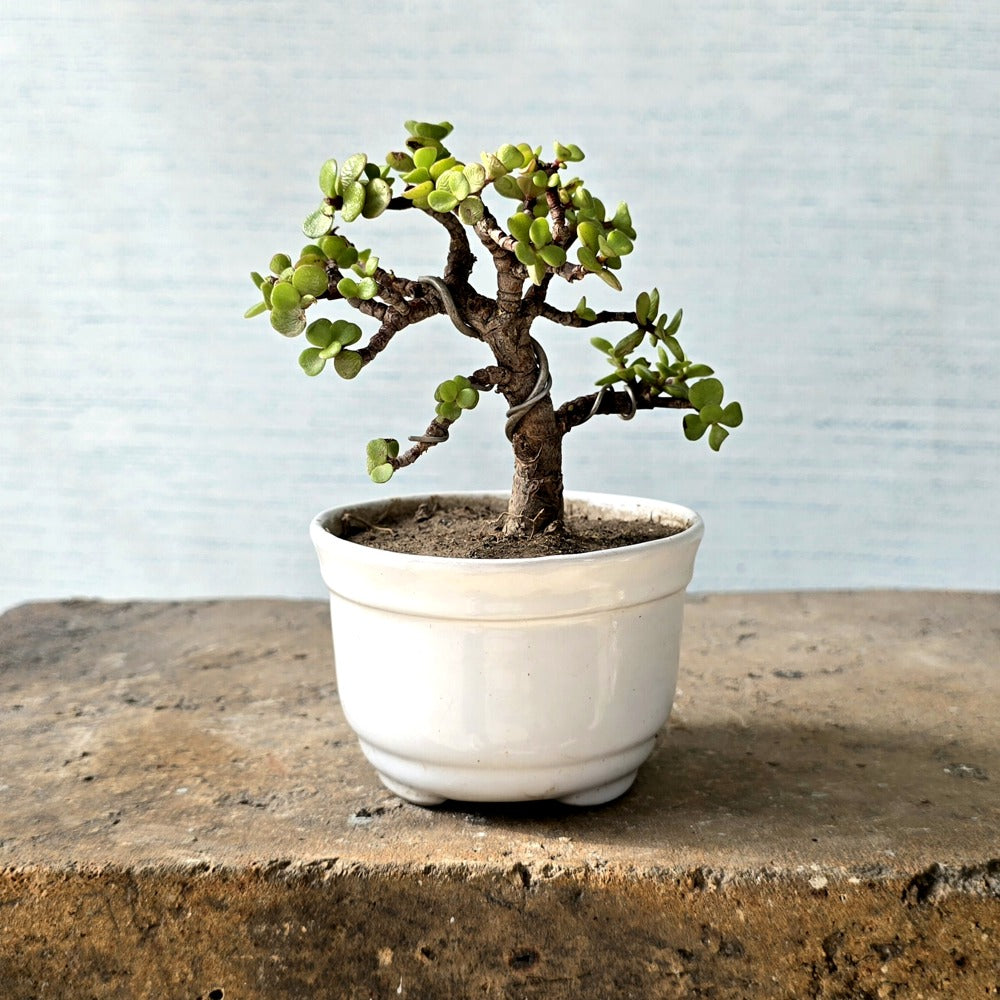 Jade Bonsai Tree