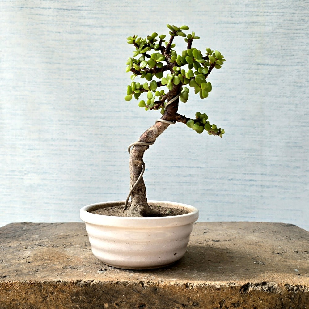 Jade Bonsai Tree