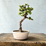 Jade Bonsai Tree