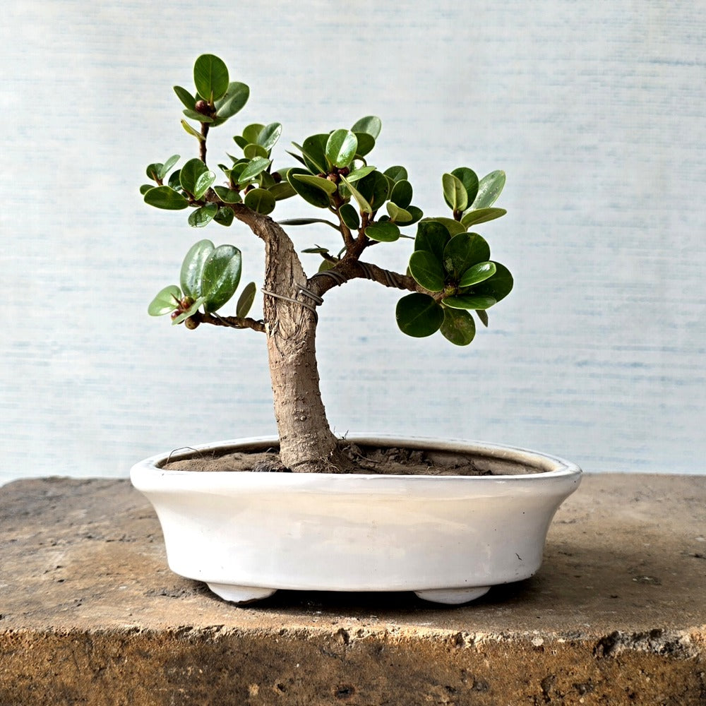 Ficus Bonsai Tree
