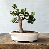 Ficus Bonsai Tree