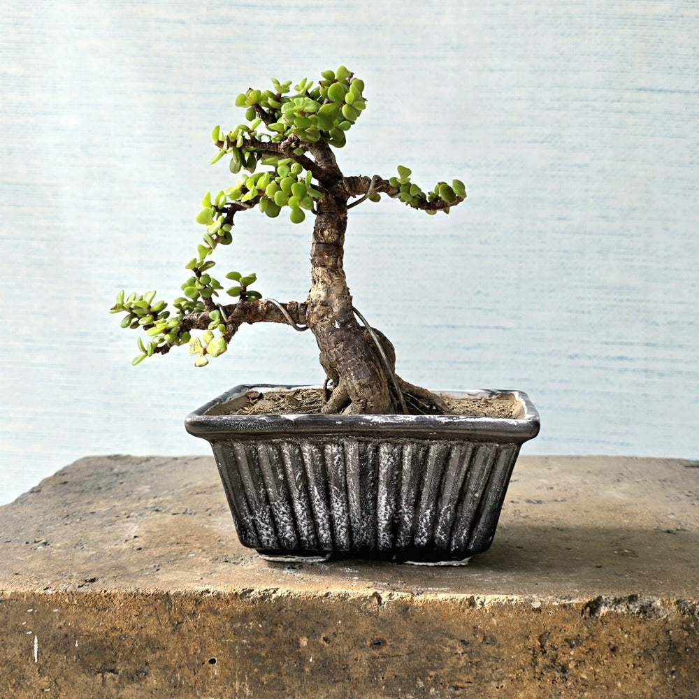 Jade Bonsai Tree
