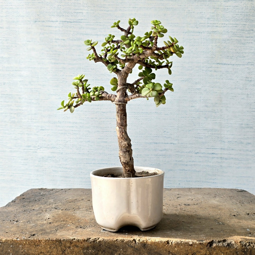Jade Bonsai Tree