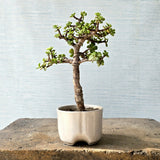Jade Bonsai Tree