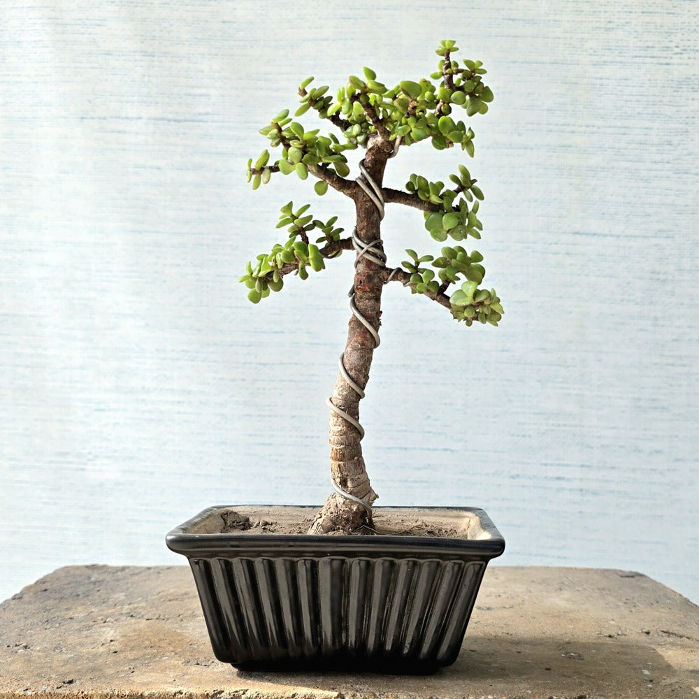 Jade Bonsai Tree