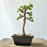 Jade Bonsai Tree