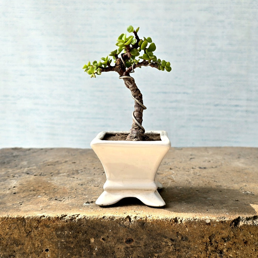 Jade Pre-Bonsai Tree