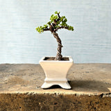 Jade Pre-Bonsai Tree