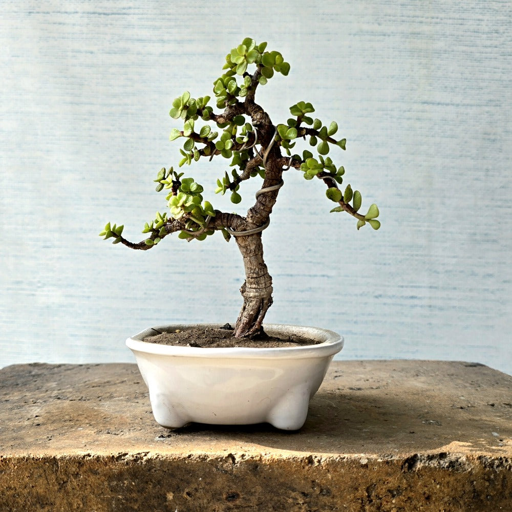 Jade Bonsai Tree