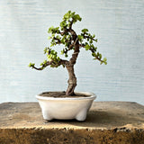 Jade Bonsai Tree