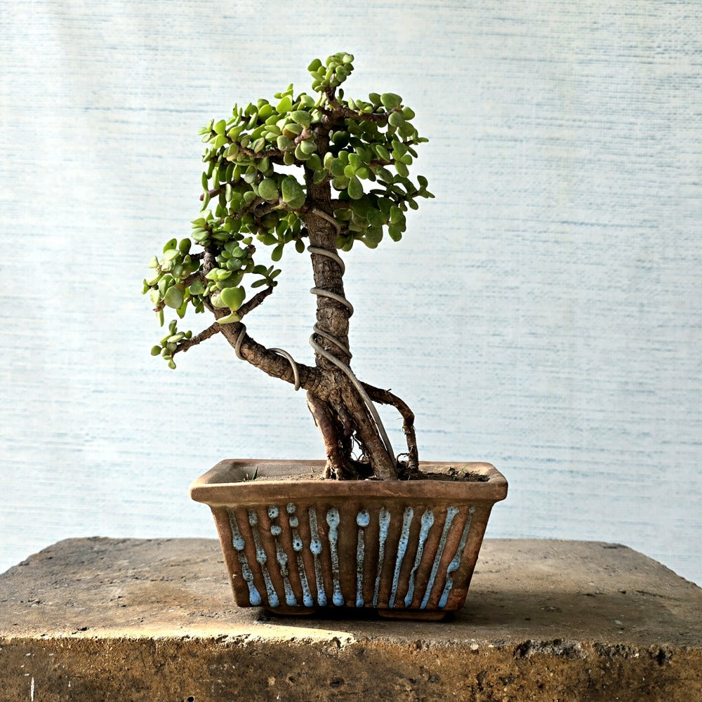 Jade Bonsai Tree