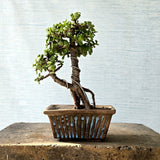 Jade Bonsai Tree