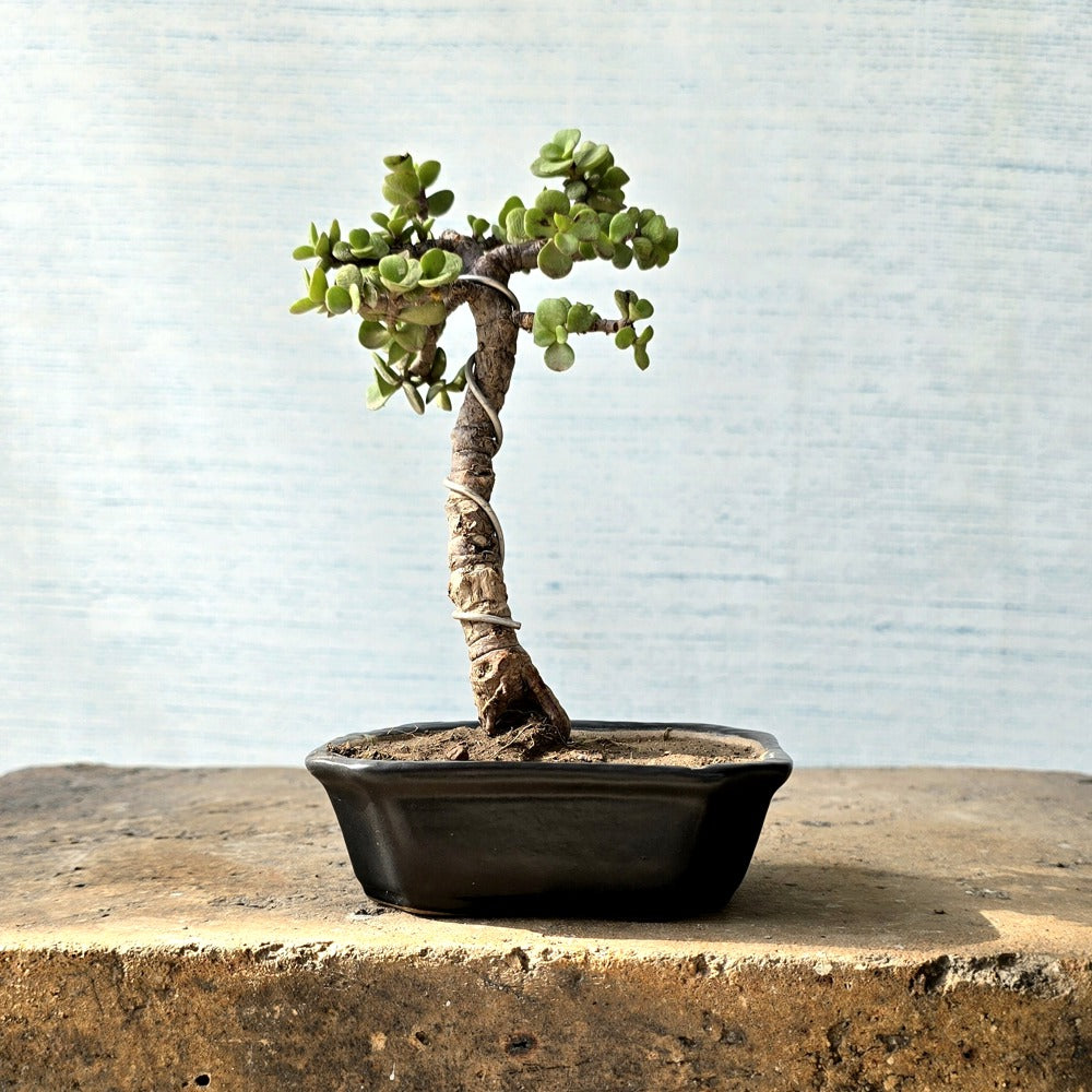 Jade Pre-Bonsai Tree