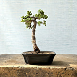 Jade Pre-Bonsai Tree