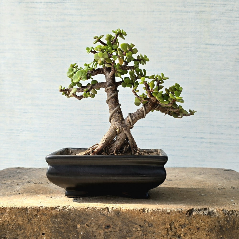 Jade Bonsai Tree
