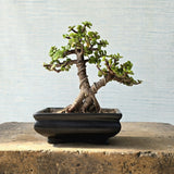 Jade Bonsai Tree