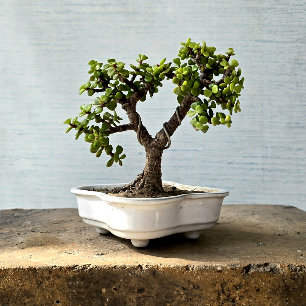 Jade Bonsai Tree