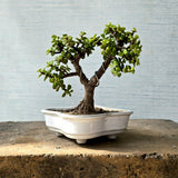 Jade Bonsai Tree