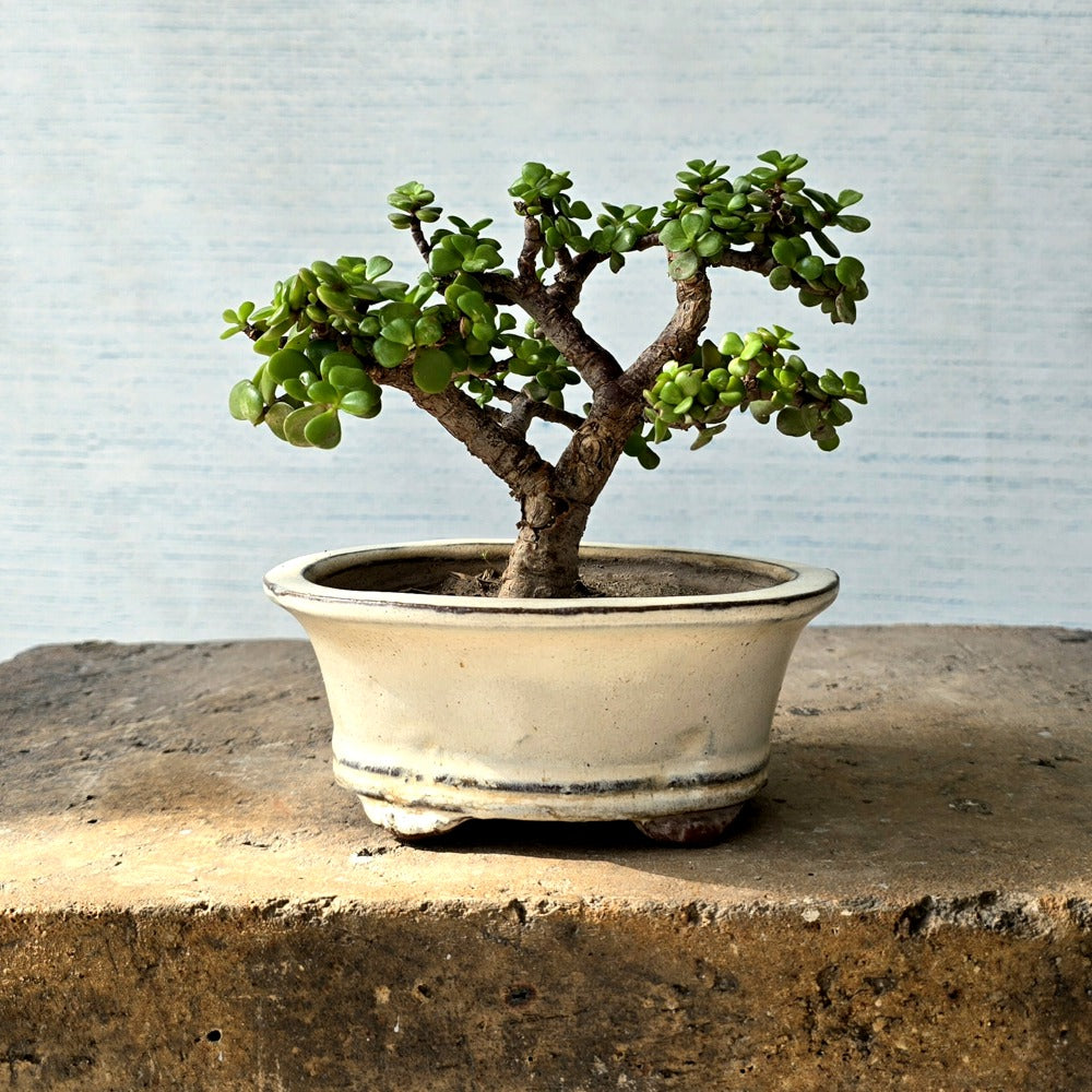 Jade Bonsai Tree