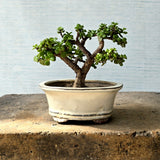 Jade Bonsai Tree