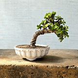Jade Bonsai Tree
