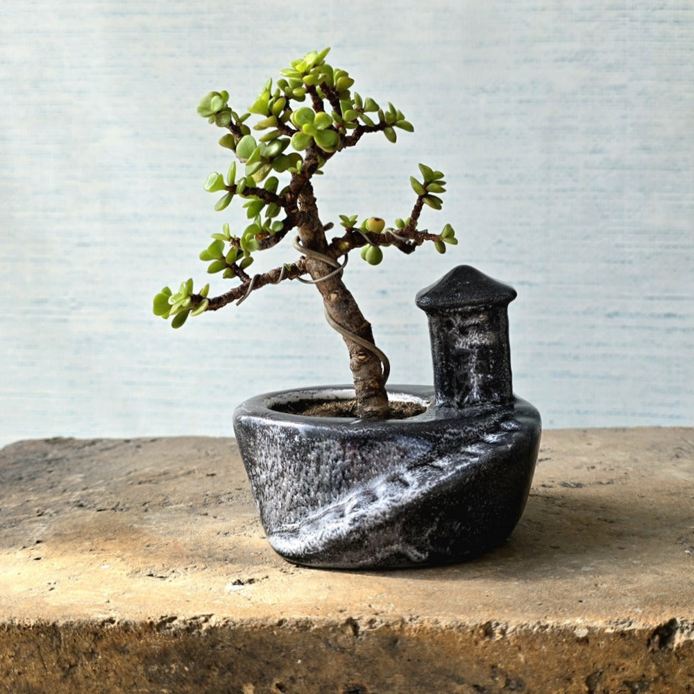 Jade Bonsai Tree